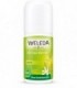 Deodorant roll-on citrus